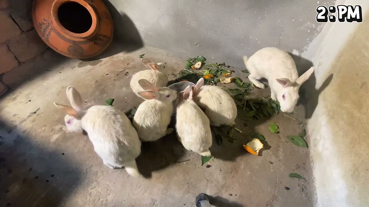 Daily life of rabbits