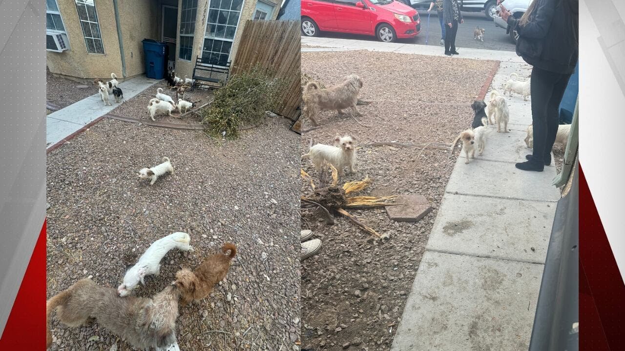 Over 30 dogs found loose in a Las Vegas neighborhood