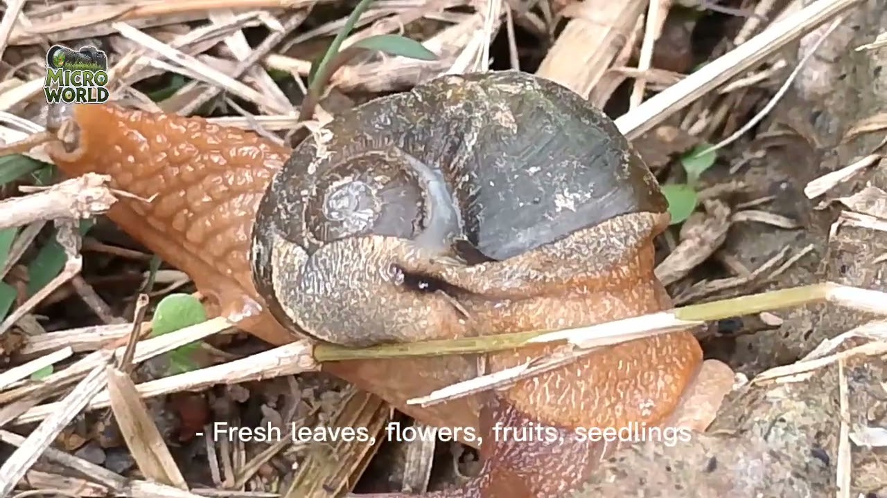 Semi slug I Snail