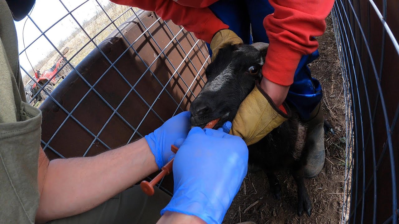 Copper Bolus For Goats and Secrets to Grazing Timber