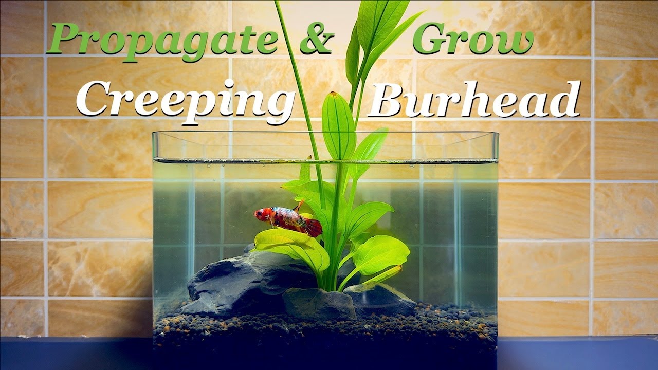 Propagate & grow Creeping Burhead from plantlet