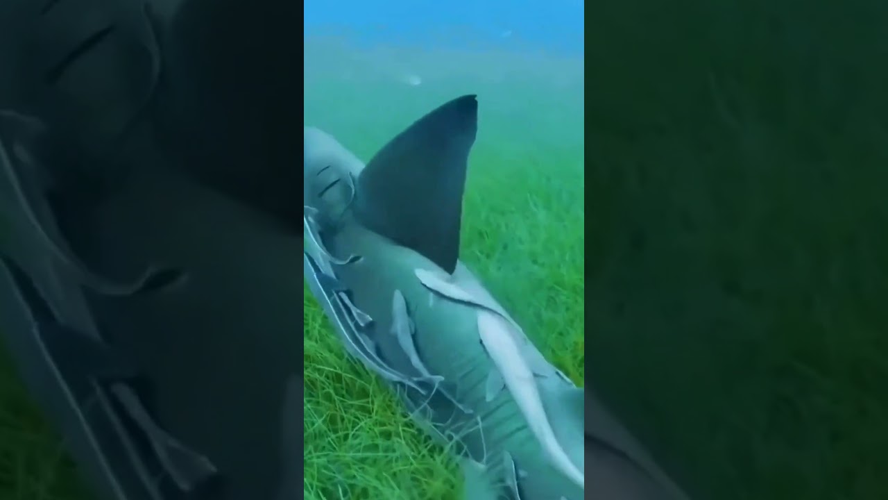 Why Do Remora Fish Ride Along With Bigger Creatures? 