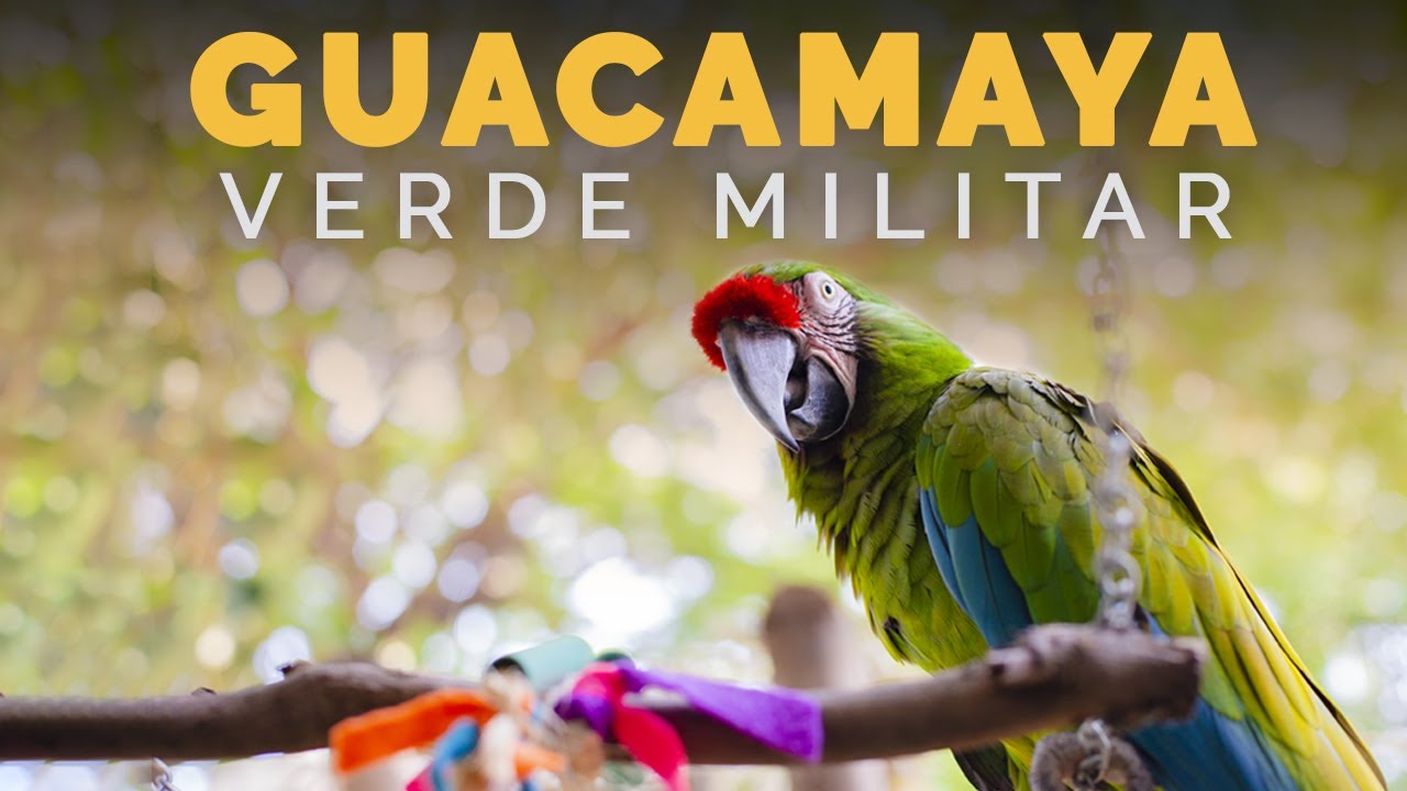 GUACAMAYA VERDE  hábitat y características |  Aves en Peligro