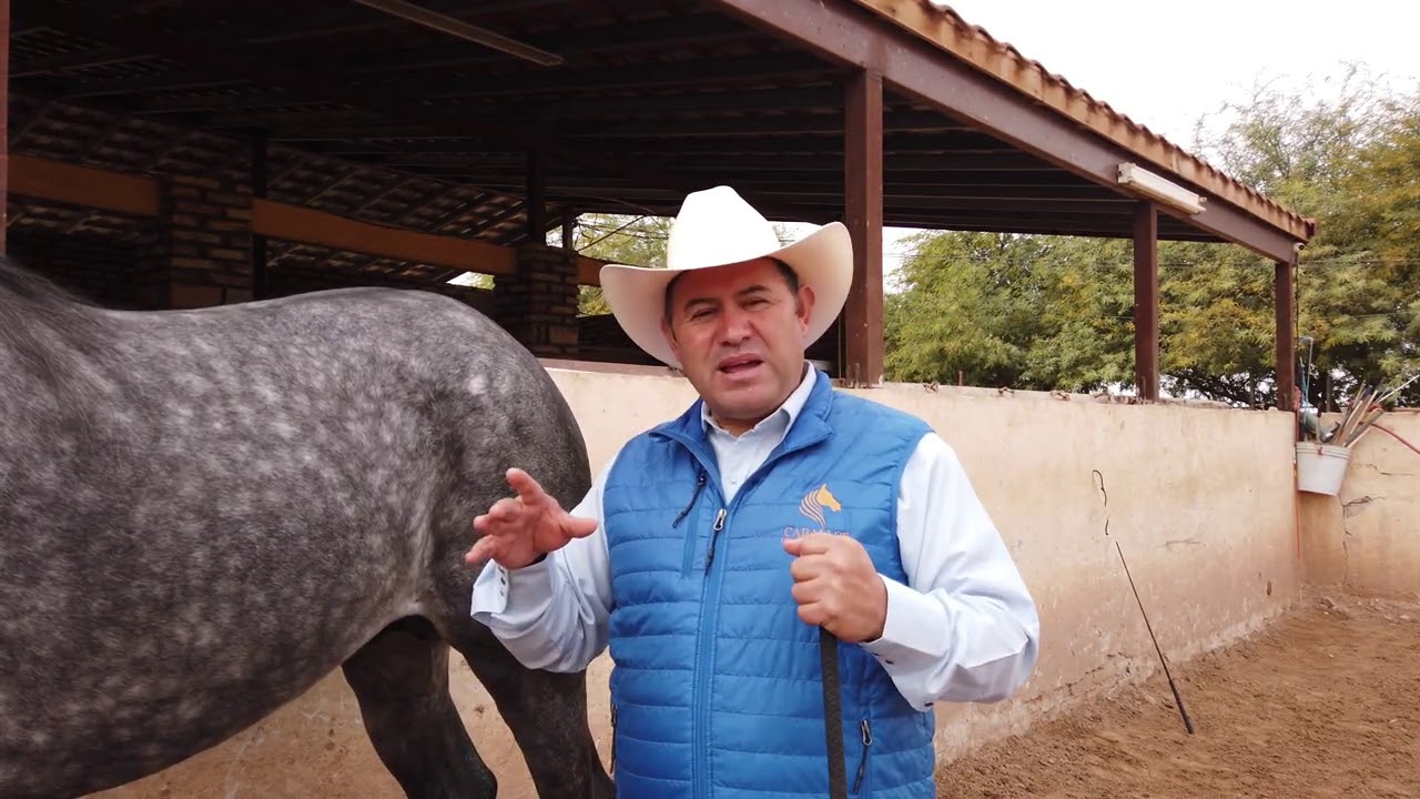 Parada de Manos o Elevada - Caballos del Colorado (Parte 1)