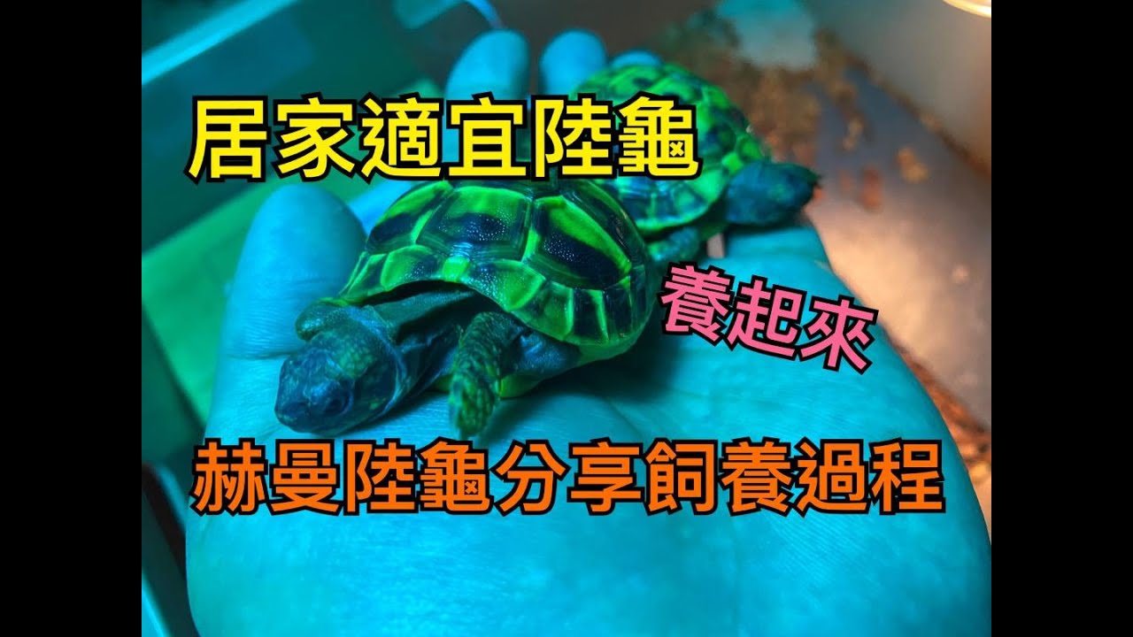 （小鍾養陸龜）赫曼陸龜飼養過程 赫曼陸龜飼養箱 底材 泡澡 燈具 葉菜 營養品