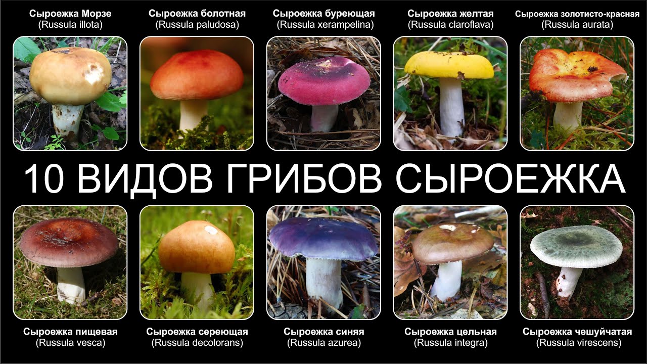 Топ 10 СЪЕДОБНЫХ ВИДОВ ГРИБОВ СЫРОЕЖКА