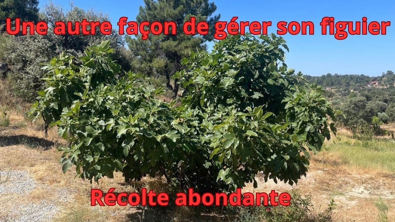 Figuier: Une autre façon de gérer son figuier! Récolte abondante