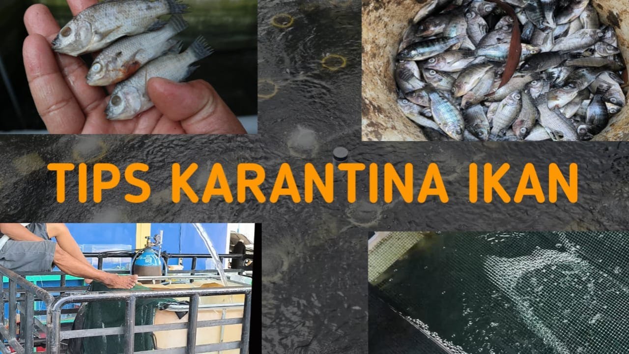 TIPS LENGKAP KARANTINA IKAN NILA SEBELUM APLIKASI BIOFLOK