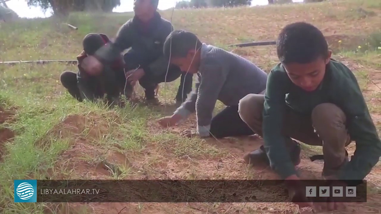 الزيتون الأبيض نوع نادر موجود في مزارع ترهونة