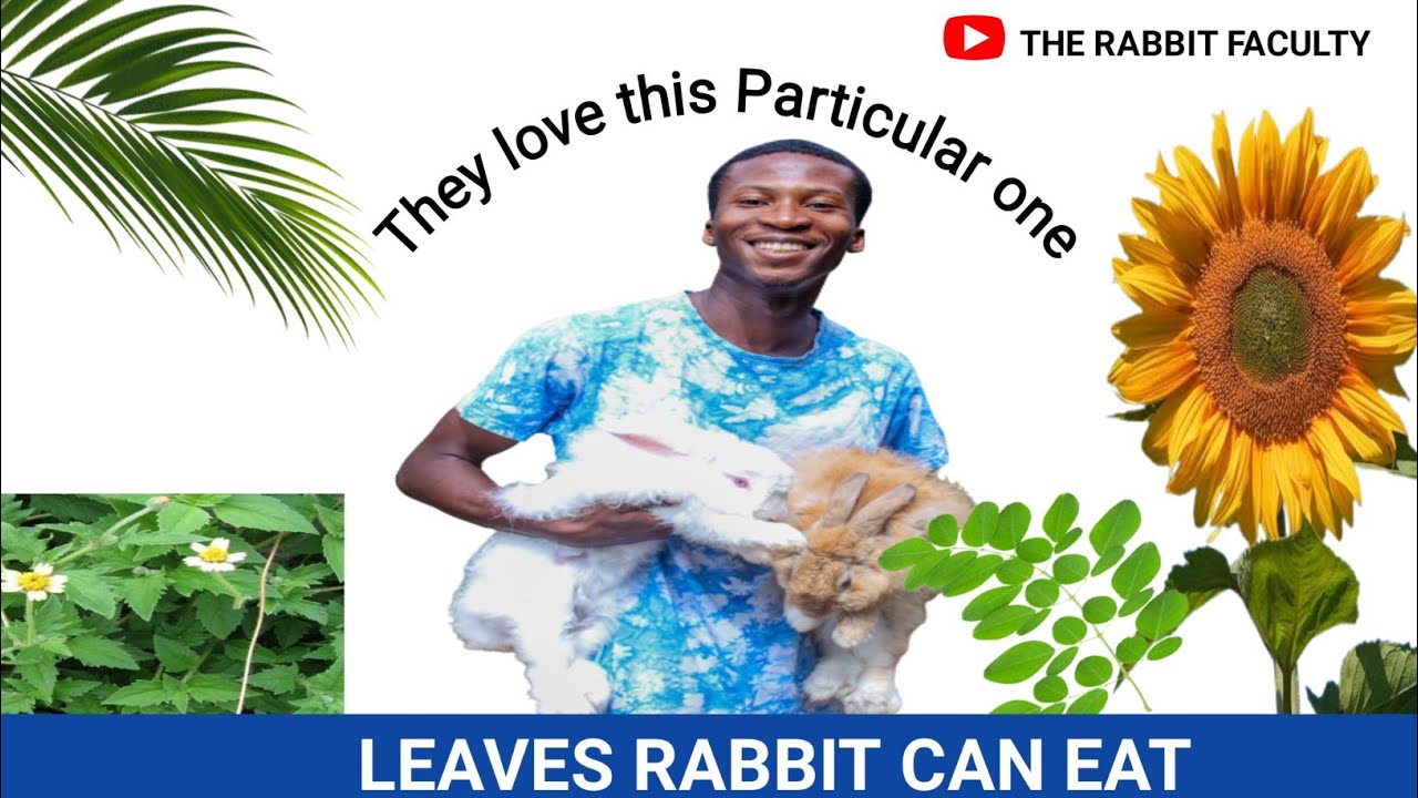 Best leaves you can feed to your rabbit #rabbit #rabbitfarm #leaves