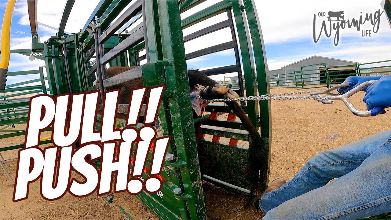 Pulling a Breech Calf