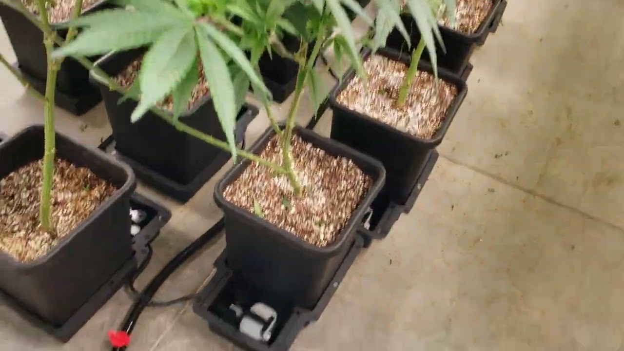 SuperBoof Cannabis ran using AutoPots!!