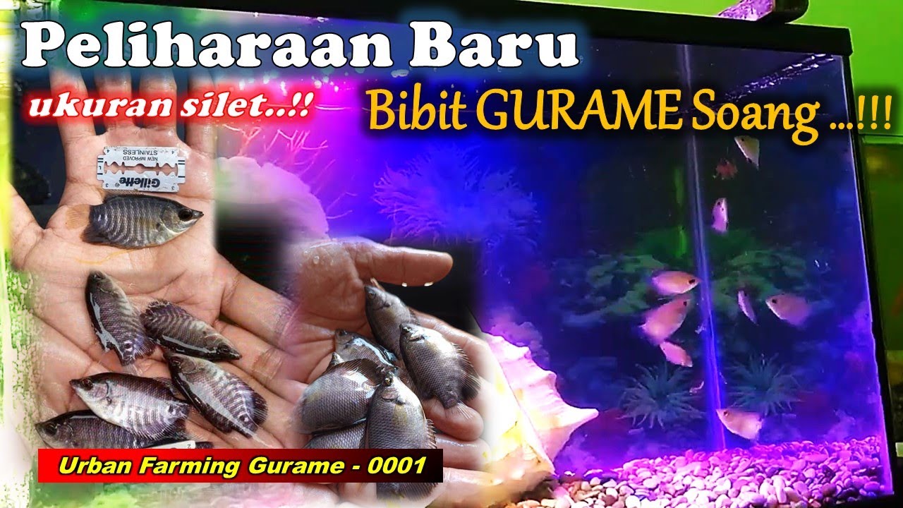 Langkah Awal Budidaya Bibit IKAN GURAME SOANG di Akuarium Akrilik || #vlog #ikan #youtube #2026