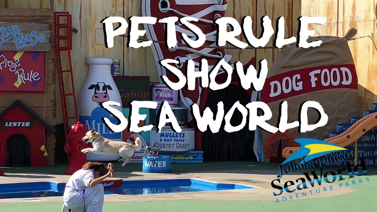 Pets Rule Show Sea World San Diego