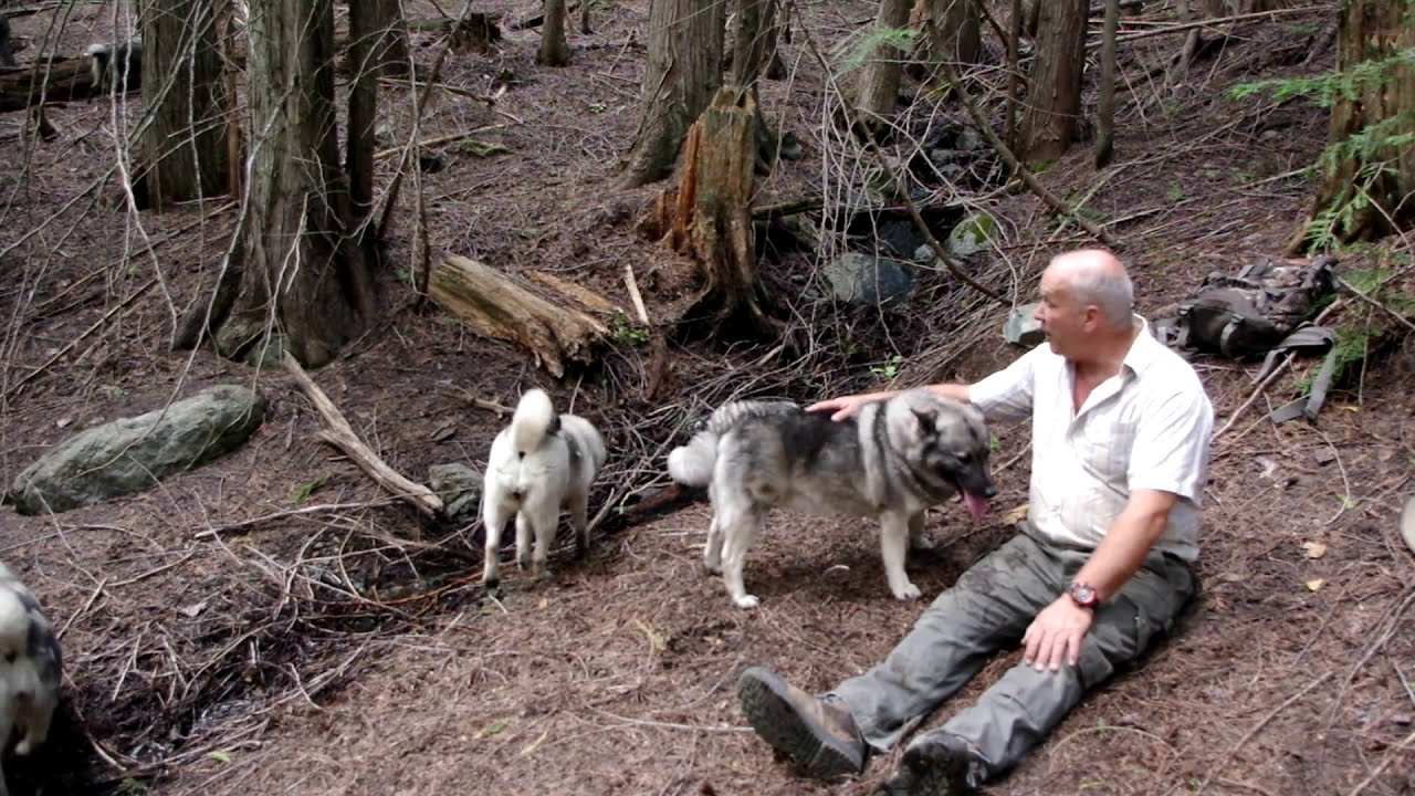 5 Elite Elkhounds - Deep Cedar Hiking - Swedish and Norwegian