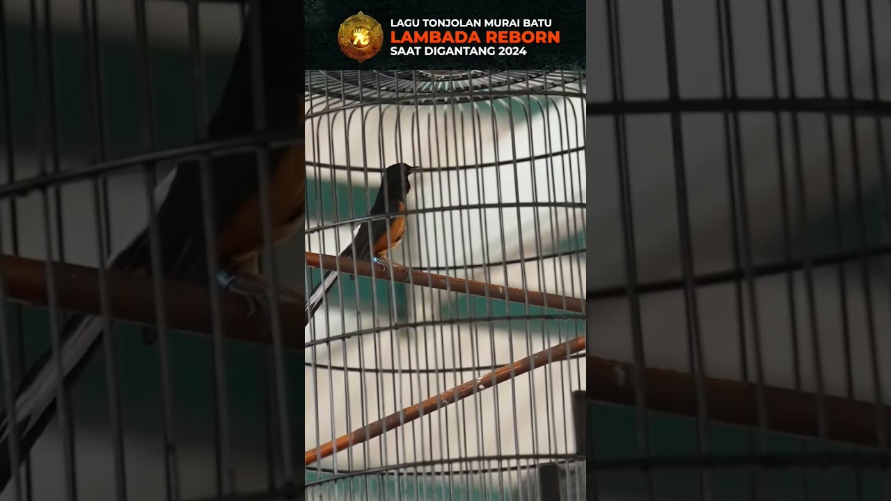 Murai Batu Lambada Reborn || Team 76 Harimau Sumatera 
