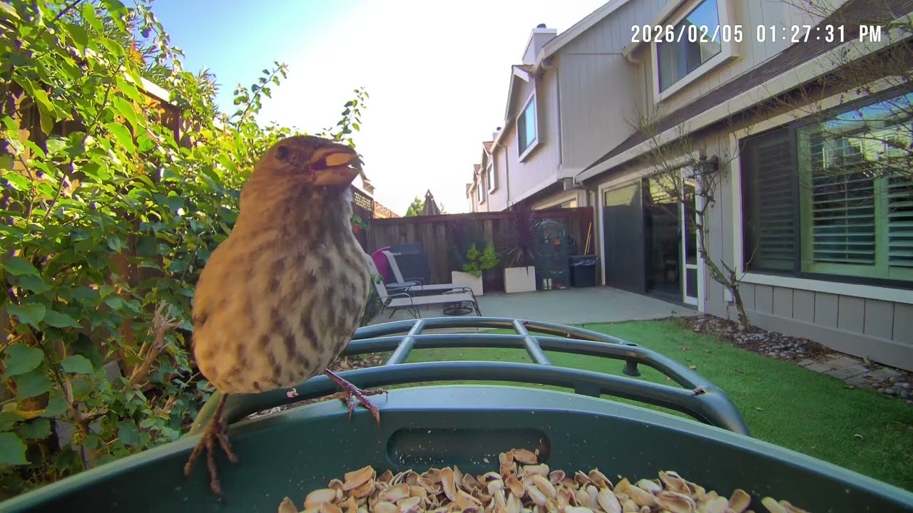 Watch birds for 8 minutes
