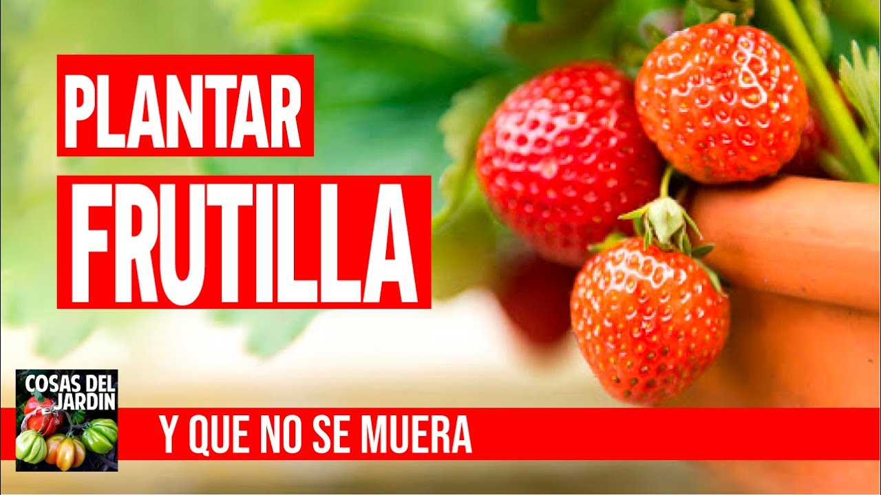 Como plantar fresa en casa y cuidados para que duren muchos a&ntilde;os en plantar en maceta y en tierra