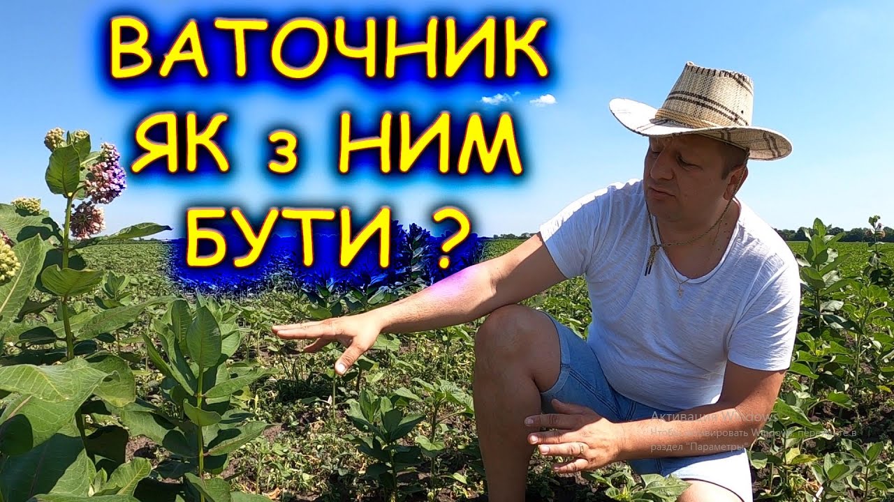 🤔ЗНИЩУВАТИ ЧИ РОЗМНОЖУВАТИ ВАТОЧНИК МЕДОНОСНИЙ🍯 ?🦻👂