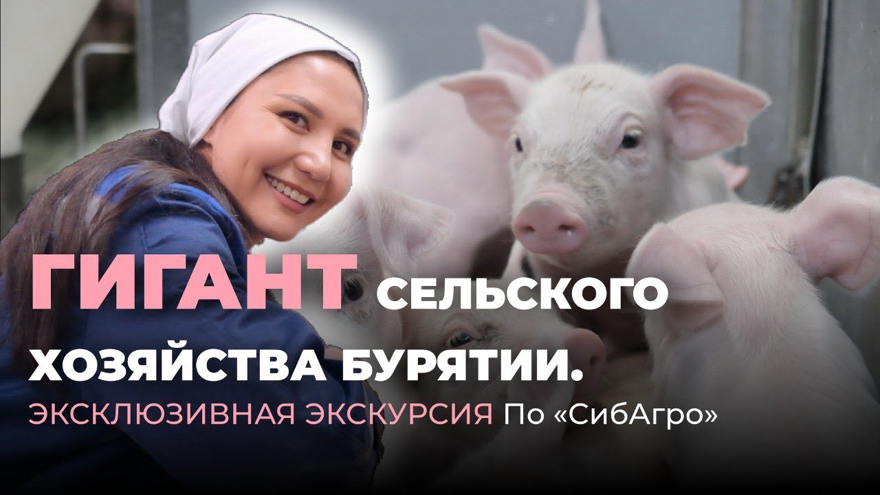 Гигант сельского хозяйства Бурятии. Эксклюзивная экскурсия по «Сибагро»