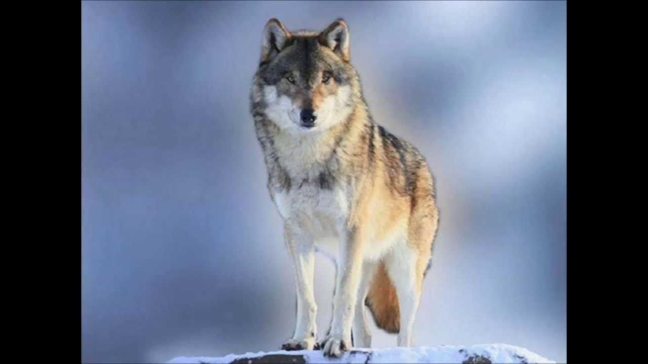 Snow Wolves - Celtic Music