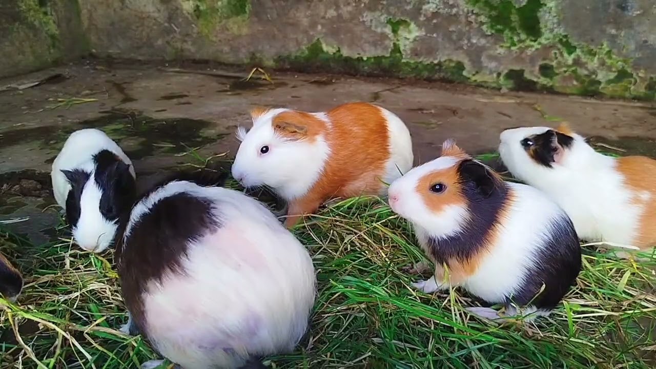 The Guinea Pig mukbang on the night of Lailatul Qadar | Daily Broku Guinea Pig 