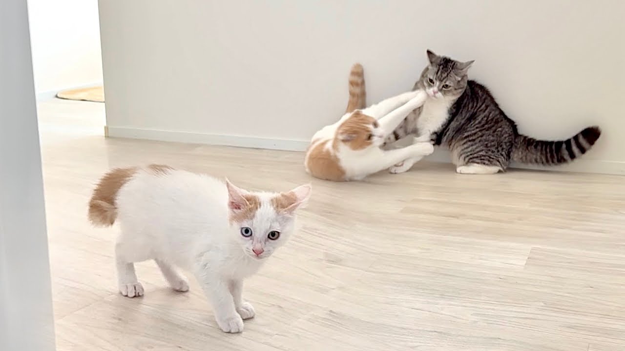 初めて先輩たちの喧嘩を見た子猫がびっくり仰天してこうなっちゃいました…