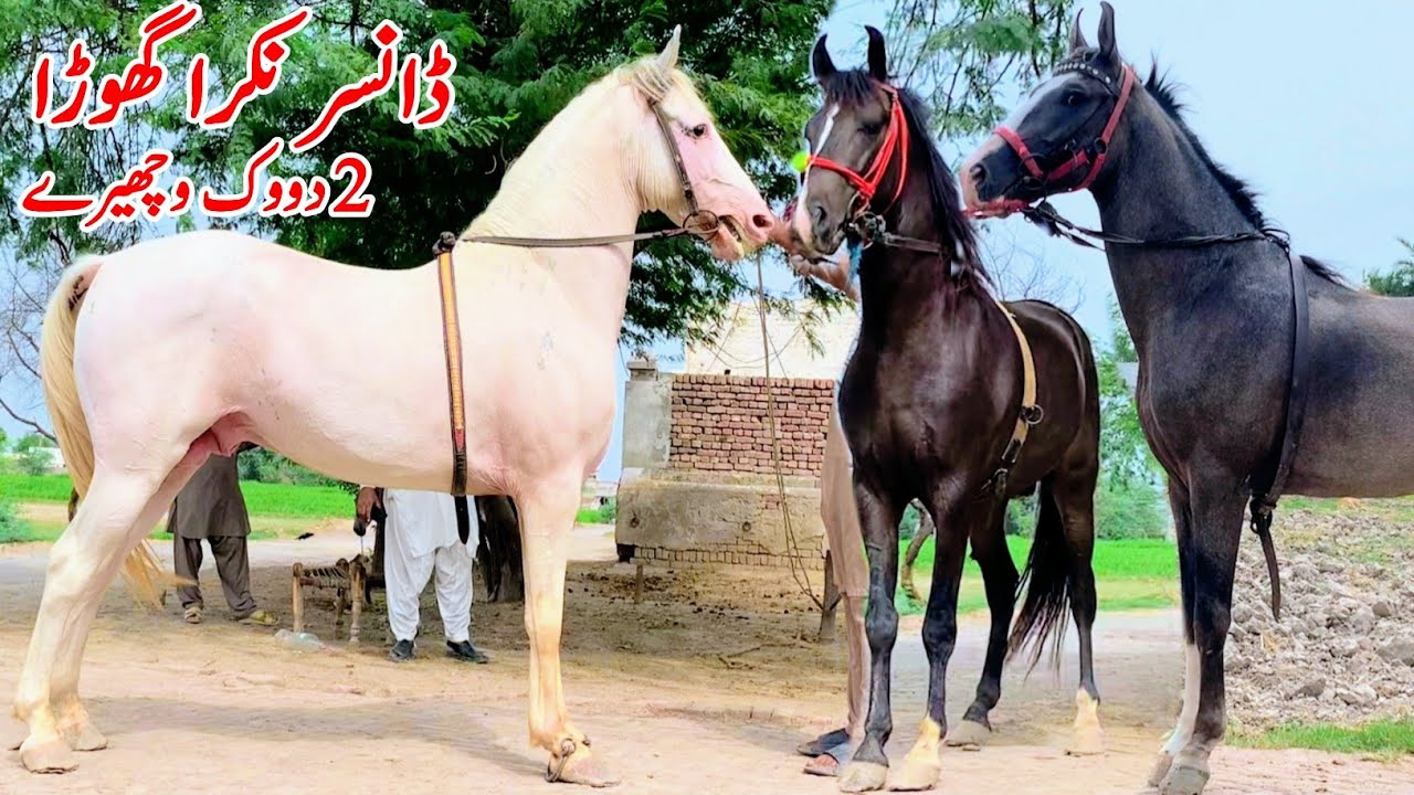 White Nukra Ghora For Sale | Mushka Wachera For Sale | Nila Sawa Wachera