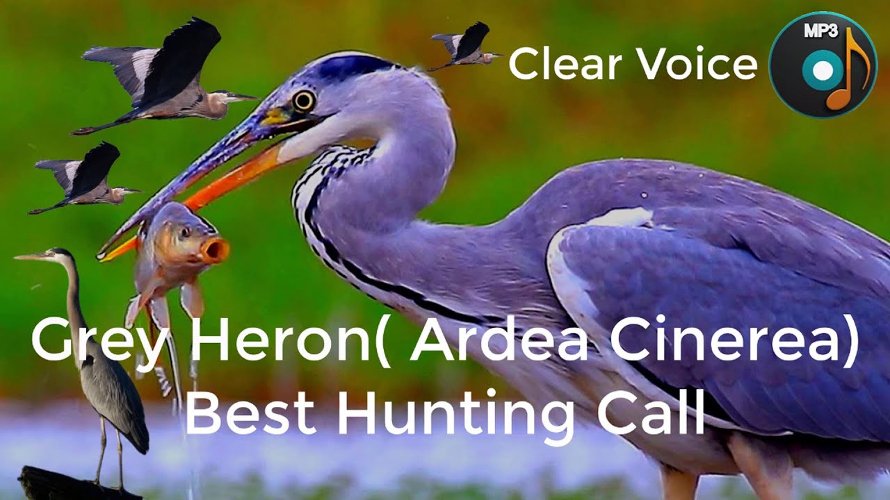 Grey Heron Bird Call Sound