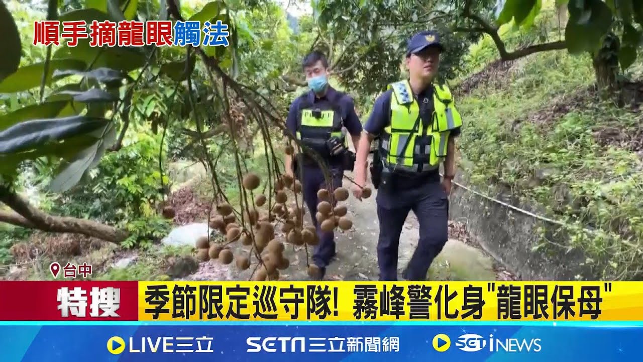 大坑步道龍眼