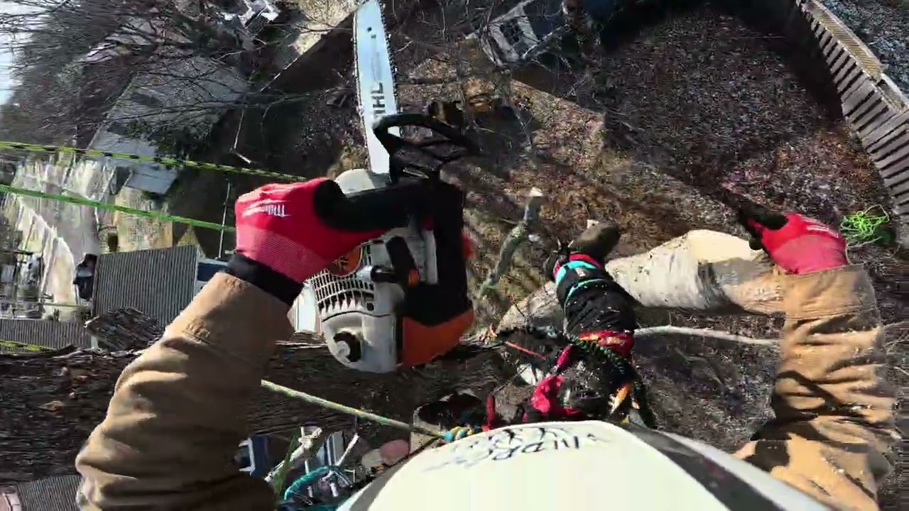 Hazard Maple Tree Removal – Severe Trunk Separation | Climbing & Rigging | Stump Grinding
