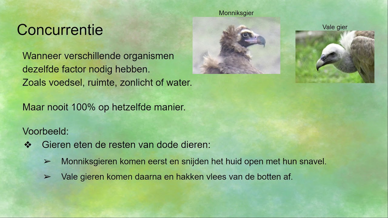 Wat is concurrentie bij dieren?