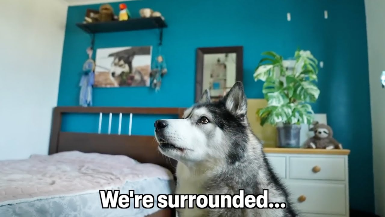 Arguing Husky Vs All The Talking Birds! The FUNNIEST!