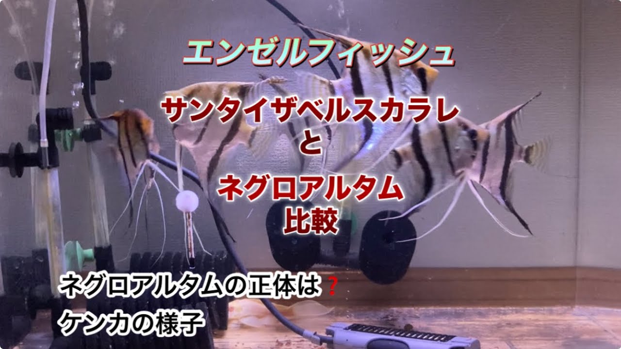 ネグロアルタムとサンタイザベルスカラレ比較　#癒し　#ペット  #ディスカス  #aquarium  ＃アクアリウム　#エンゼルフィッシュ　#スカラレ　#アルタムエンゼル　#熱帯魚　#淡水魚