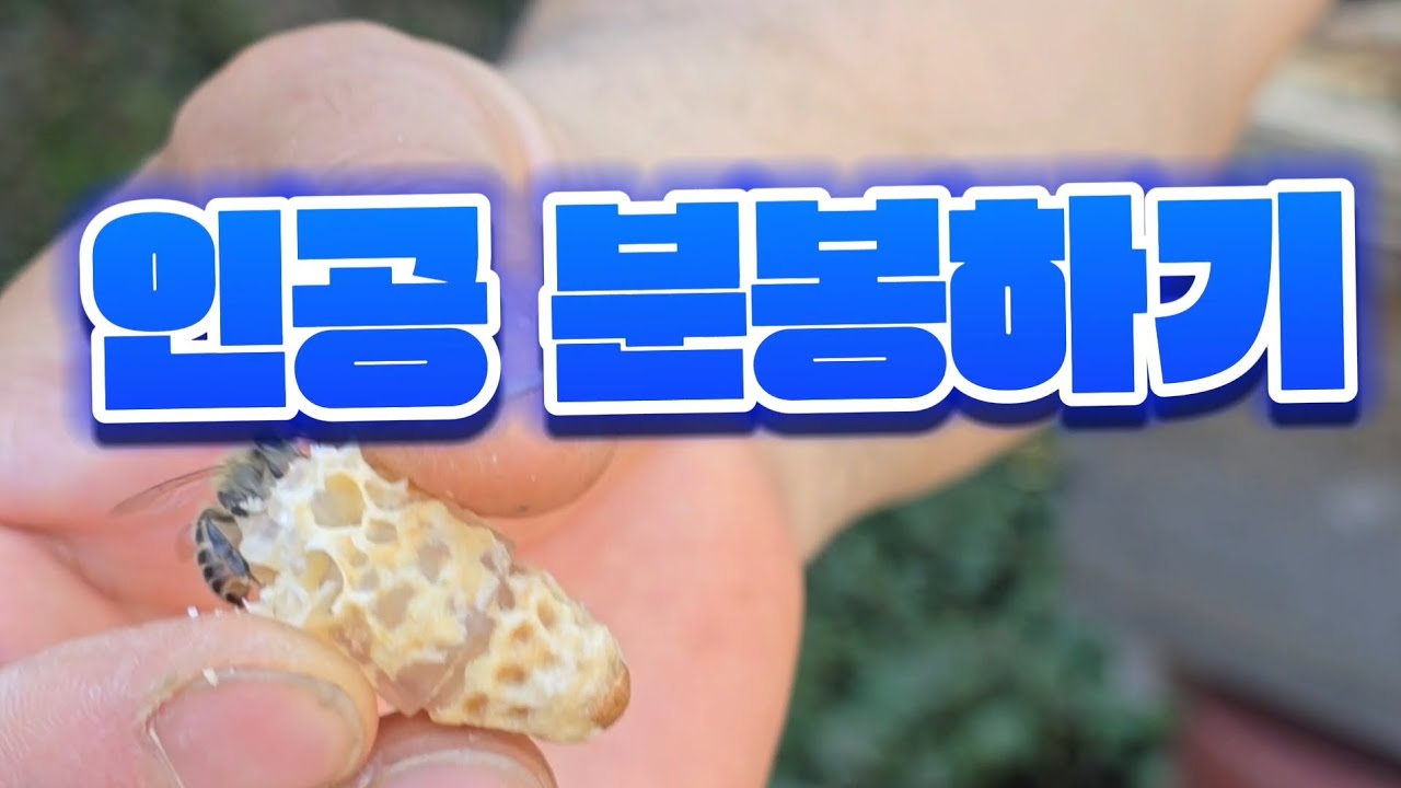 인공 분봉하기 #토종벌 #양봉 #귀농 #분봉