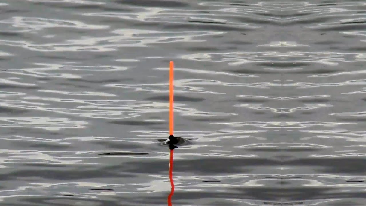 ПЛОТВА НА ПОПЛАВОК! Рыбалка на удочку