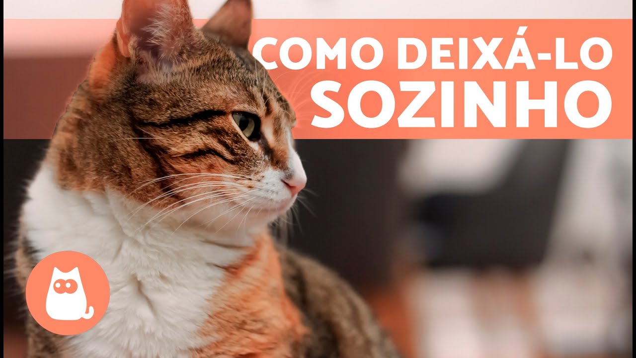 Como DEIXAR um GATO SOZINHO em casa 🐱🏠 (Dicas e Cuidados)