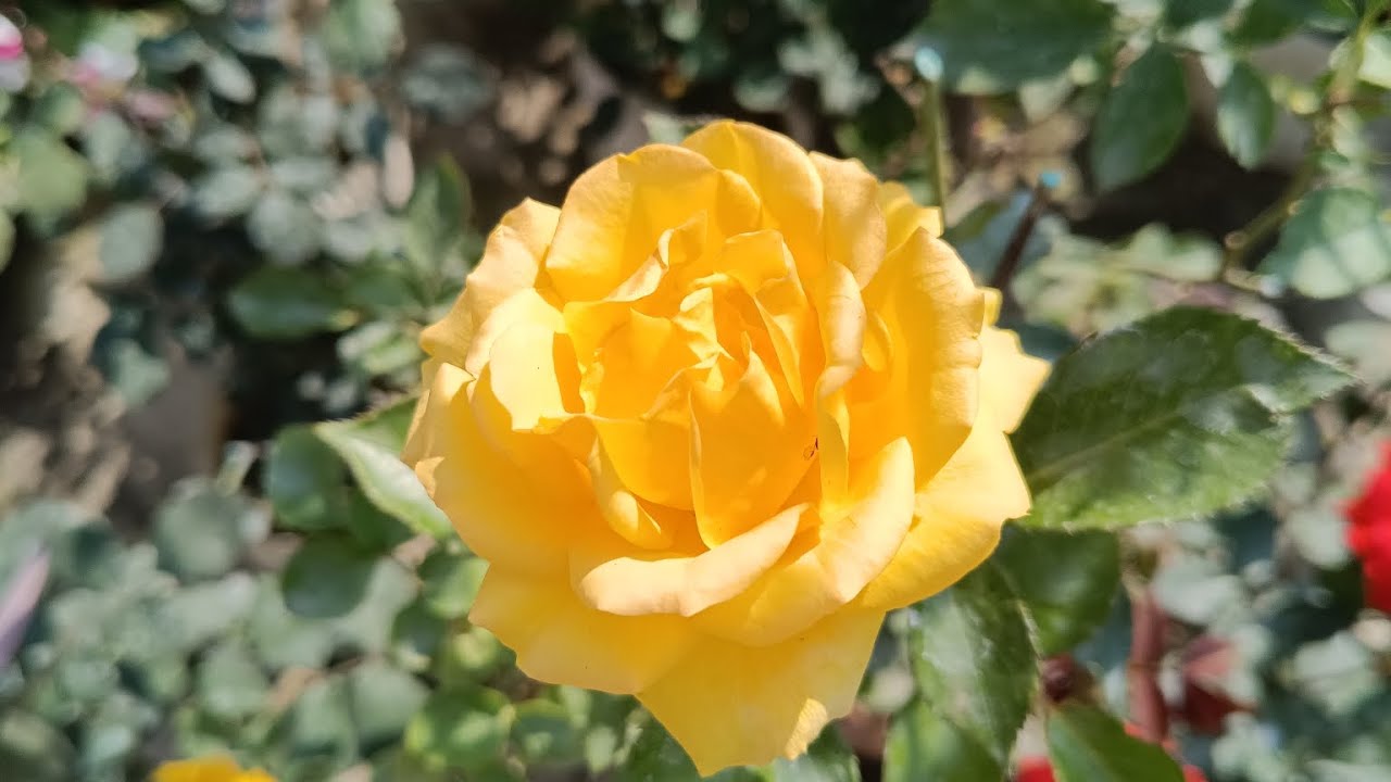 Rose Day + নিজের গাছের গোলাপ — ডাবল স্পেশাল!#rosegarden @UltimateLove6 @Garden_With_Saikat