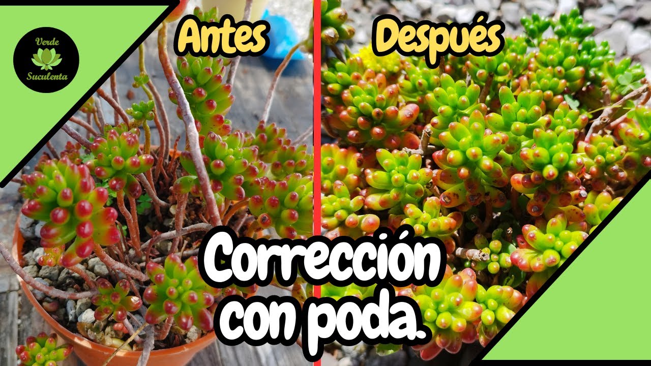 Así arreglo este Sedum cuando han quedado pelones sus tallos.