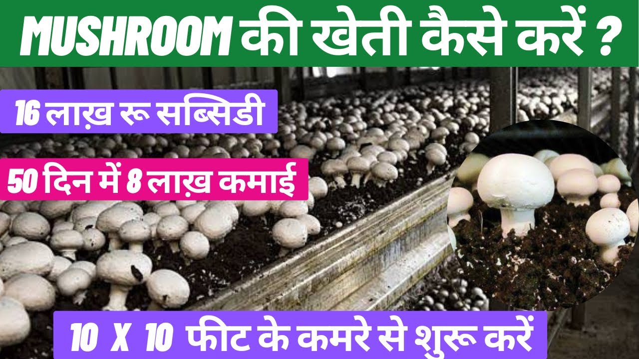 मशरूम की खेती कैसे होती है ? कम जगह में लाखों की कमाई ॥ Mashroom Farming and Subsidy information