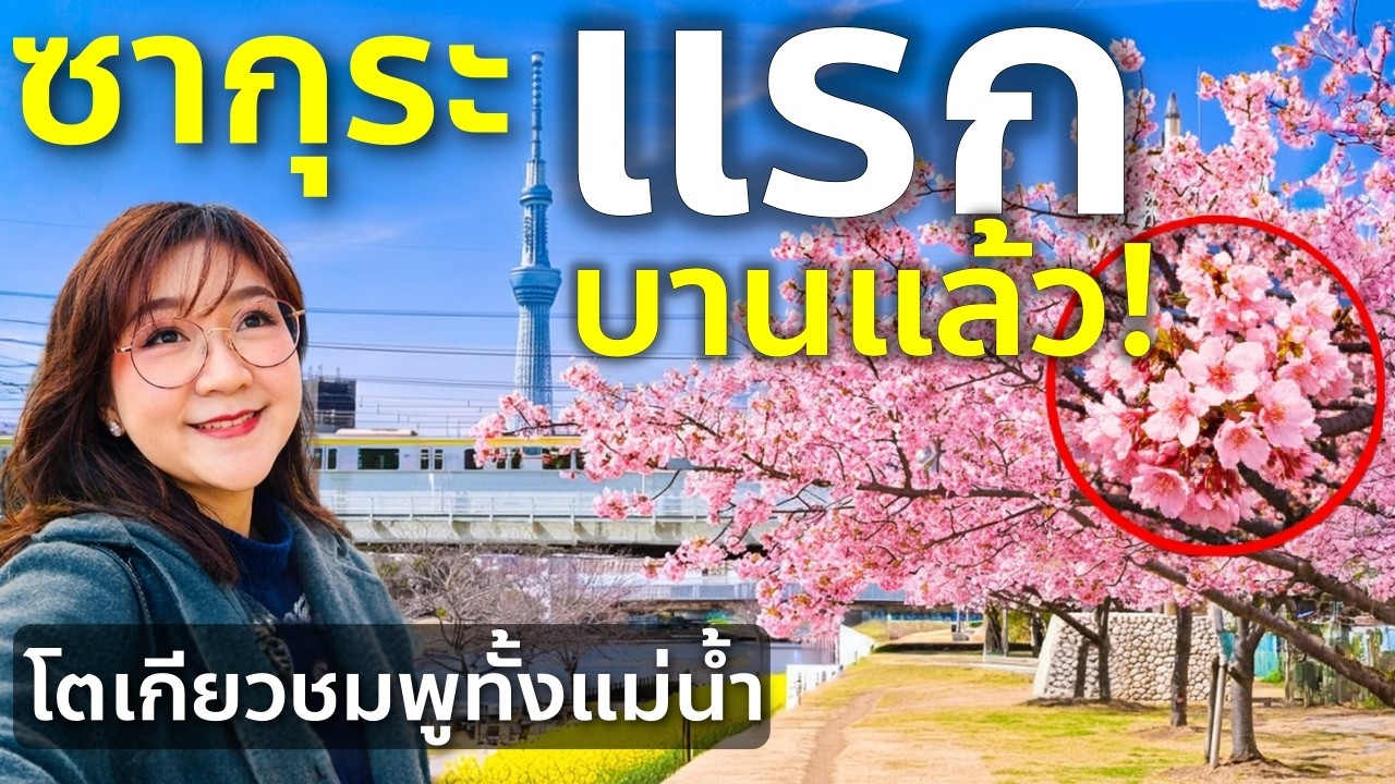 ซากุระแรก 2026 บานแล้ว! 🌸 Kawazu Sakura ริมแม่น้ำ Nakagawa โตเกียว สวยที่สุดของปี