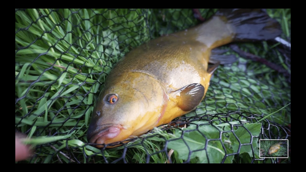 Stalking Wild Canal Tench