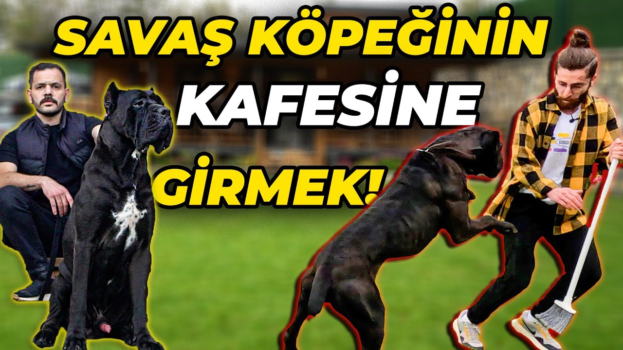 Kafesinde &Uuml;st D&uuml;zey Koruma Yapan Cane Corso: COLT 1911 - (Soner Kafesine Girebilecek mi?)