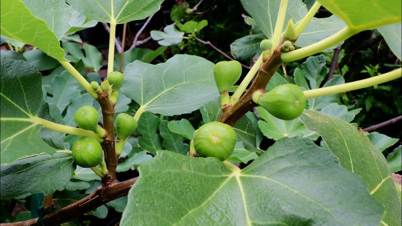 Fig Varieties that Can Fruit after Dieback