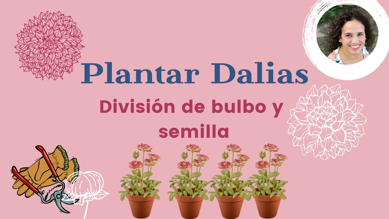 Reproducción de DALIAS 🌺 división de BULBOS y semillas 🏝Mi Pequeño Paraíso