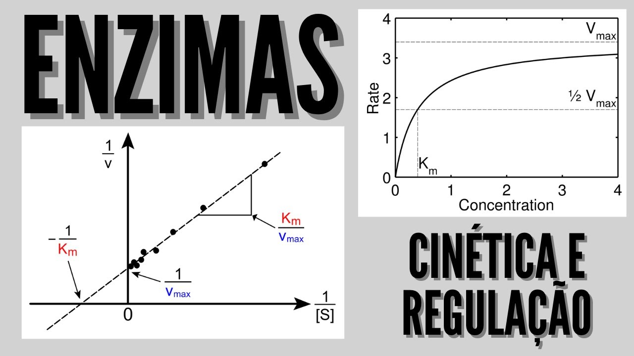 Enzimas - cinética e regulação