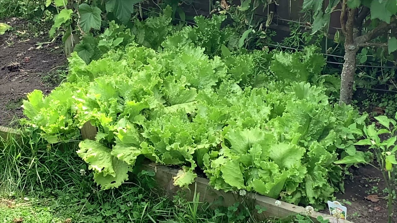 Great Lakes Lettuce Harvest-SE2-Project Food Garden