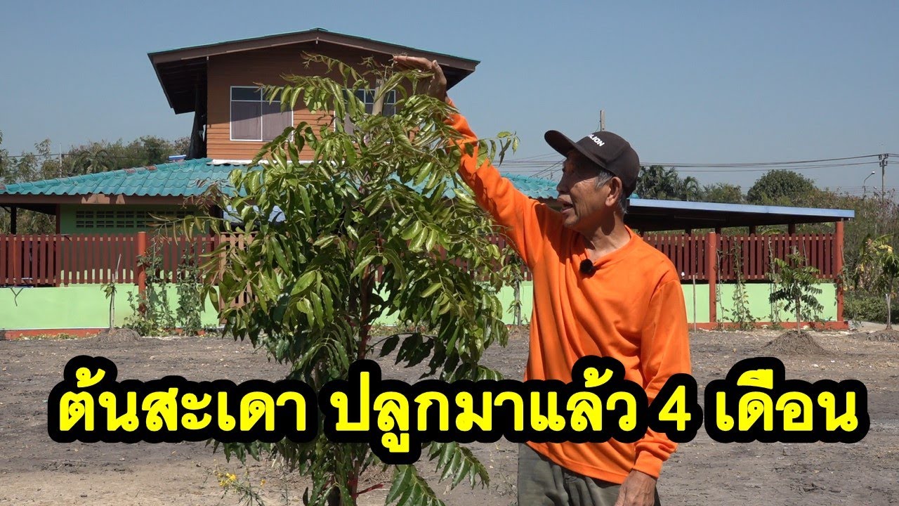 EP7 รีวิวการโตของต้นสะเดา ปลูกมาแล้ว 4 เดือน