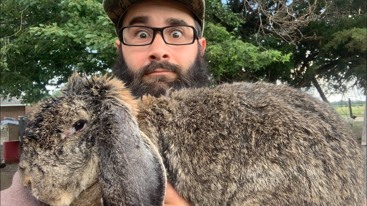 I Bought Giant Rabbits to Flip at the Auction!!! (Amish Animal Auction)