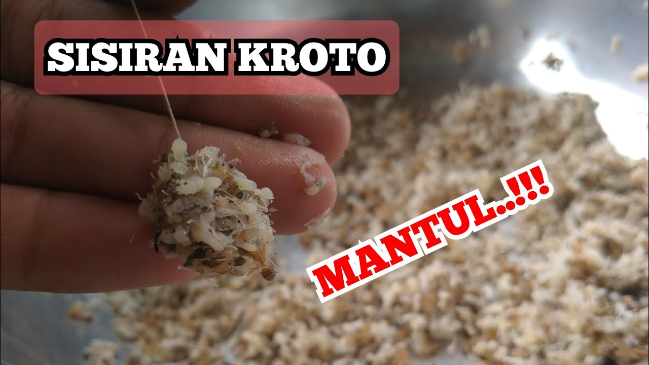 Cara memasang umpan sisiran kroto || umpan ikan nila selain lumut